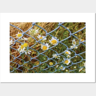 Imprisoned Daisies Posters and Art